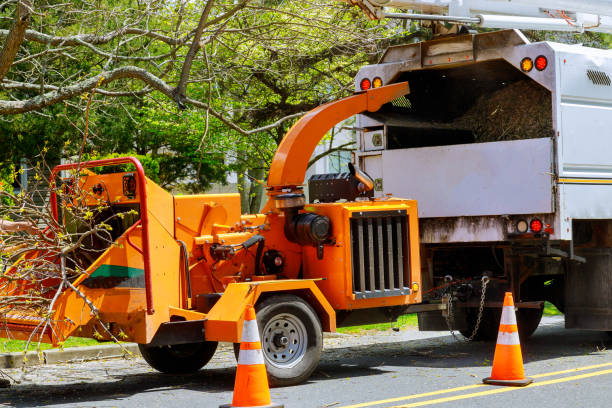 Reliable New City, NY Tree Services Solutions
