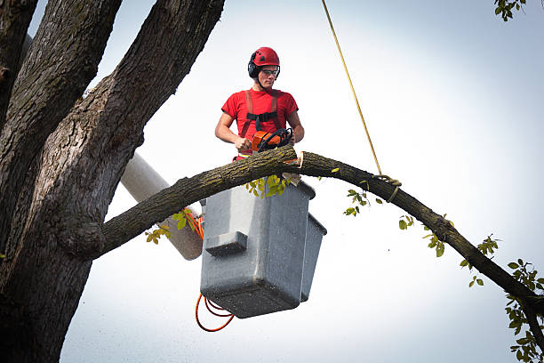 How Our Tree Care Process Works  in  New City, NY